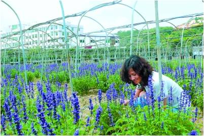 台湾生态休闲农业的设计创意-第一商业网